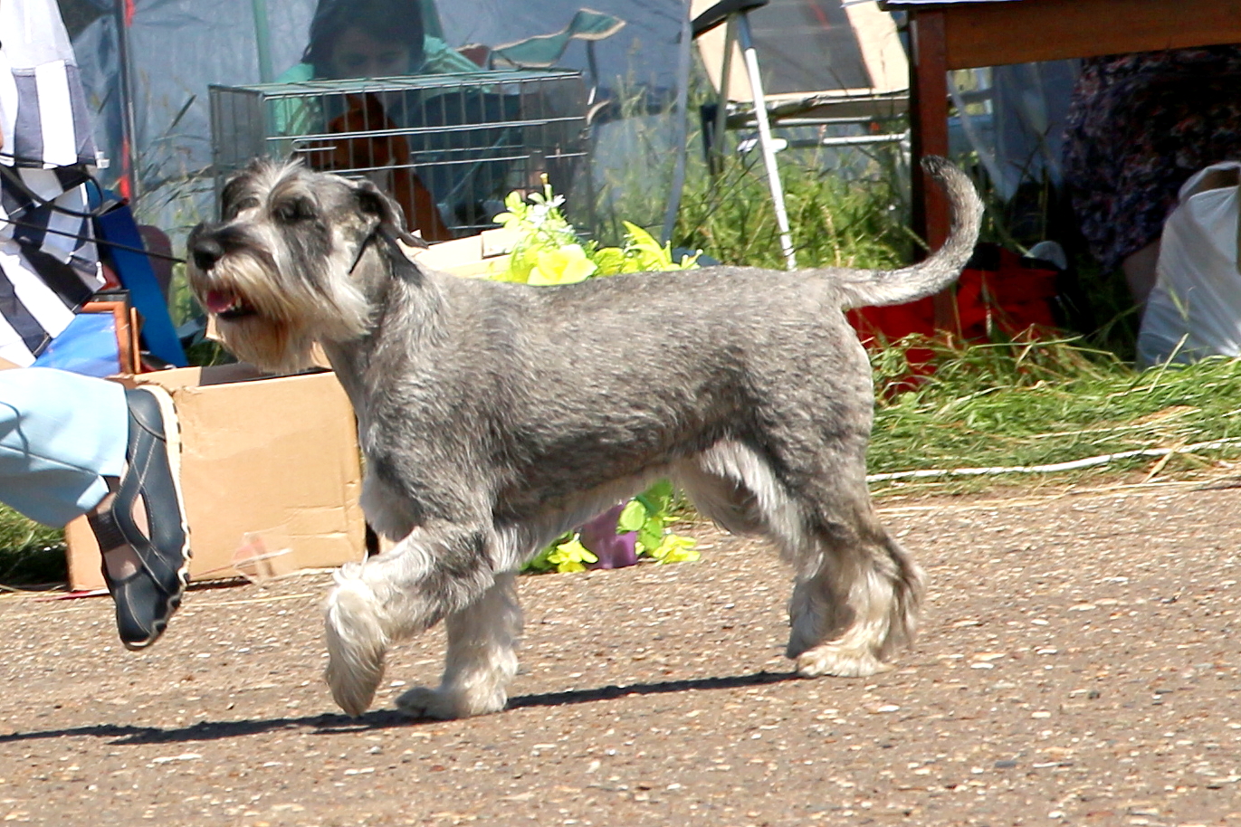 Делия в Рыбинске  6.07 2014