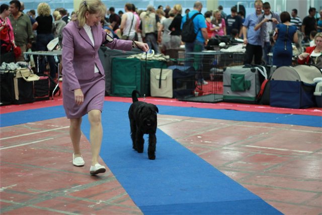 Евродогшоу 2012 Бухарест Ч Румынии