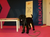Euro Dog Show Oslo 2015 Excellent