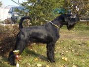 Norris in Black Lychiy Vibor