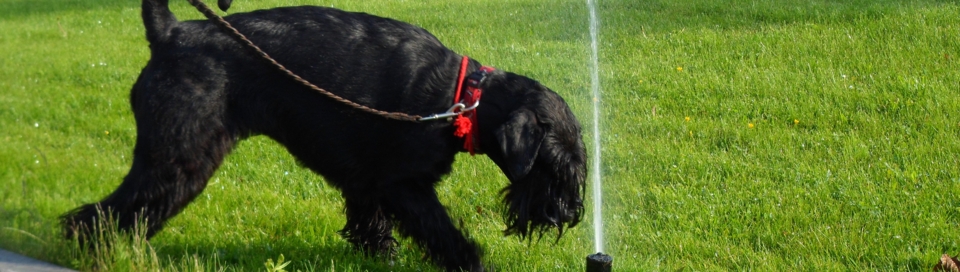 Делия в Рыбинске  6.07 2014