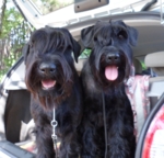 Делия в Рыбинске  6.07 2014