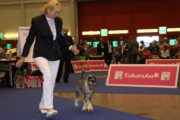 European Dog Show 2012